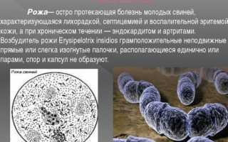 Как протекает болезнь рожа у свиней и ее симптомы и лечение