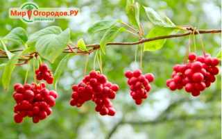 Лимонник китайский: выращивание и уход в Сибири, Подмосковье, на Урале