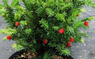 Тис ягодный: фото, сорта, описание и особенности растения