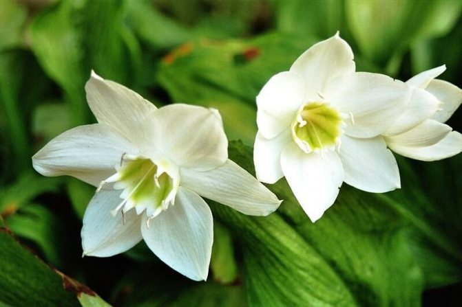 Амазонская лилия