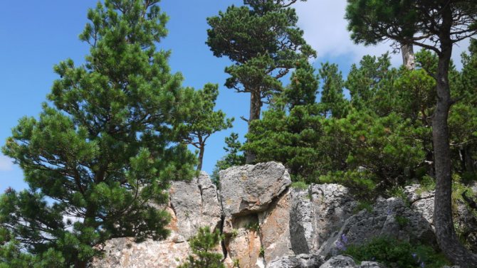 Горная сосна (Pinus mugo)