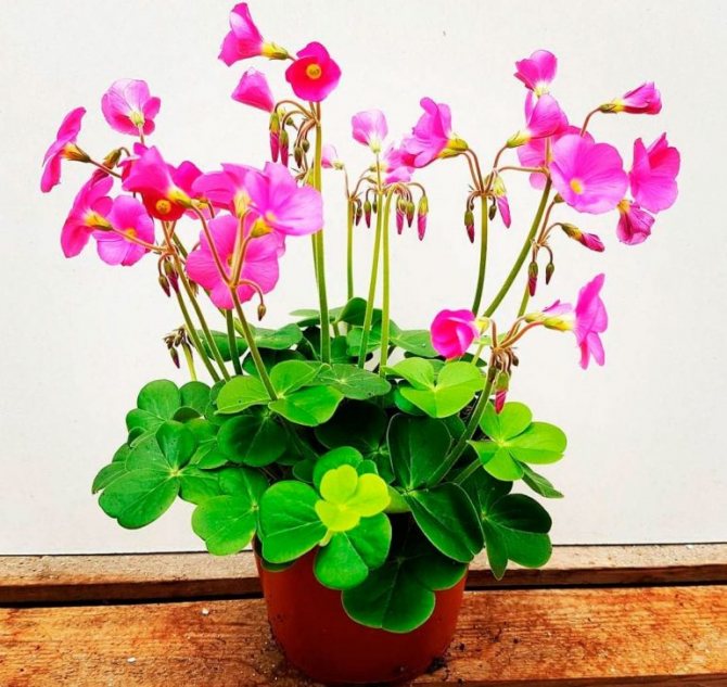 Кислица чашевидная (Oxalis bowiei)