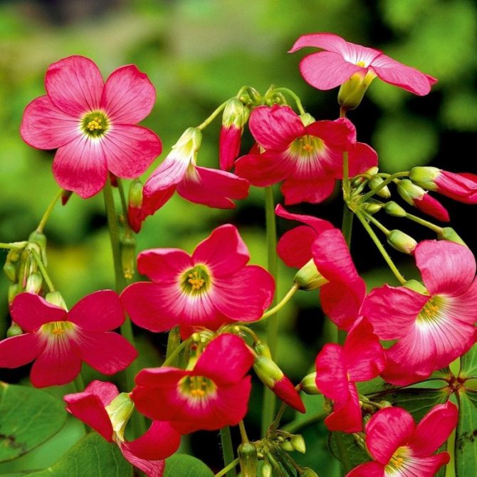 Кислица Деппе, оксалис Деппа (Oxalis deppei)