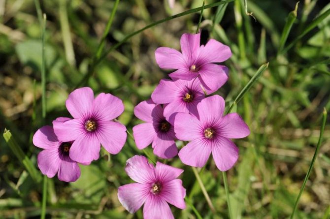 Кислица красная (Oxalis rubra)