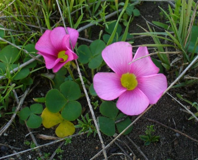 Кислица пурпурная (Oxalis purpurea)