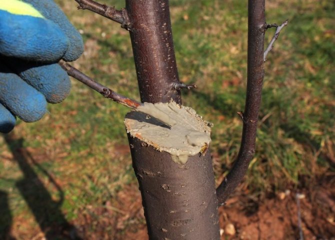 Обработка варом среза у дерева