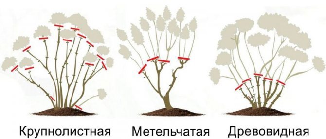 Обрезка гортензии