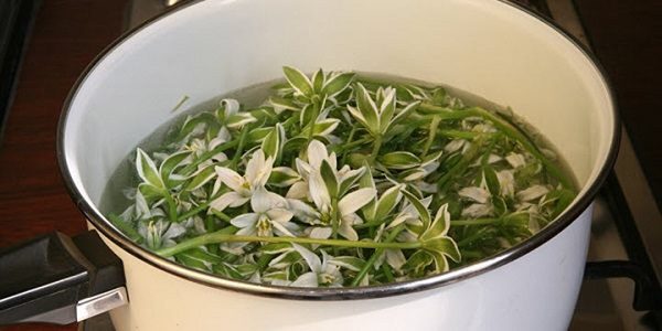 Приготовление отвара из индийского лука