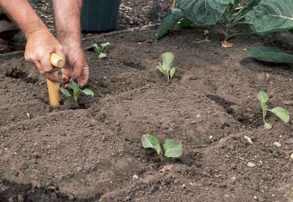 Ранняя капуста: сроки и способы посева на рассаду, энциклопедия дачника