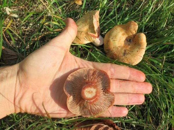 Рыжики не следует есть людям с проблемами ЖКТ