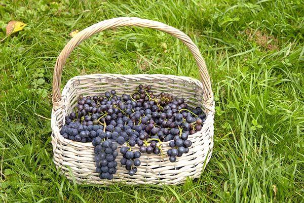 Транспортабельность высокая благодаря плотной шкурке