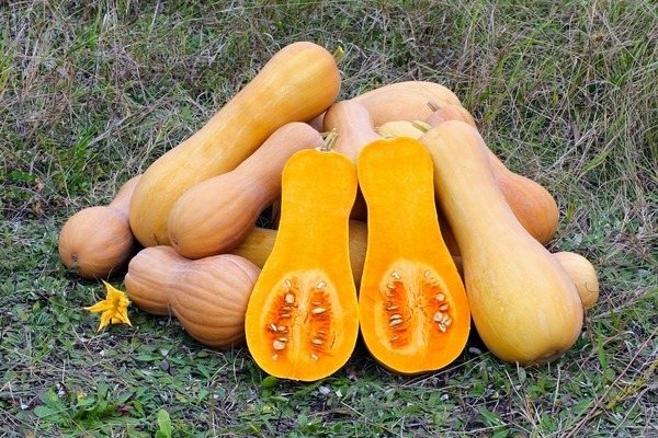 тыква Баттернат
