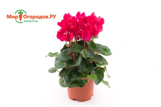 уход за цикламеном