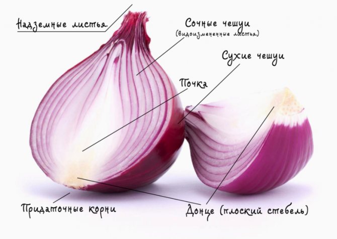 Внутреннее строение луковицы