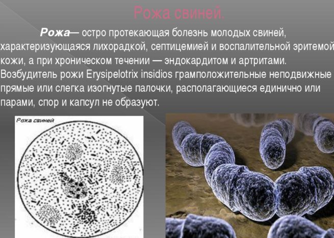 Возбудитель рожи у свиней